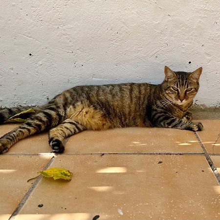 Estudio Adosado Acogedor Con Jardin, Barbacoa Y Parking Privado Alicante Eksteriør bilde